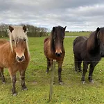 Accommodatie bij particulieren Nyopfort Luksusvaerelse I Naturskonne Og Rolige Omgivelser Branderup